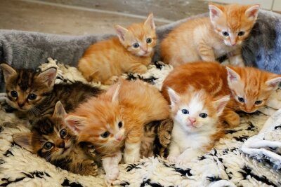 Zehn Katzen auf 16 Quadratmetern gehalten: Erzgebirger muss vier Monate hinter Gitter - In einem Tierheim werden Katzen - hier ein Bild von sieben Geschwistern in Langenberg - ordnungsgemäß betreut. 