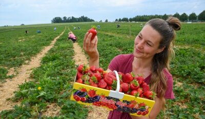Zeit für rote Früchtchen - Esmee Jiskooc aus Holland gehört zu den Helfern beim Erdbeerpflücken in Oberlichtenau. 