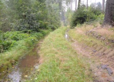 Zerstörte Waldwege: Bei Starkregen herrscht Land unter im Kirchbachtal - Auf den zerfurchten Waldwegen im Kirchbachtal sammelt sich das Wasser, sie sind kaum begehbar. 