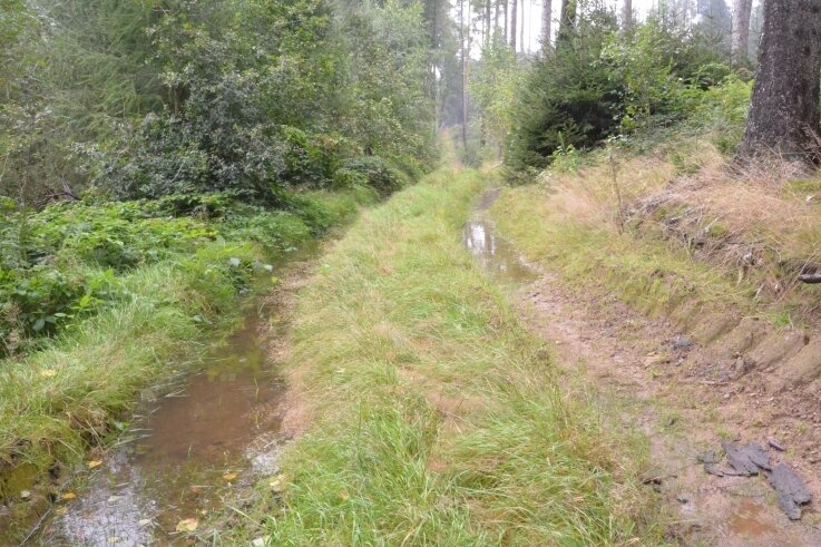 Zerstörte Waldwege: Bei Starkregen herrscht Land unter im Kirchbachtal - Auf den zerfurchten Waldwegen im Kirchbachtal sammelt sich das Wasser, sie sind kaum begehbar. 