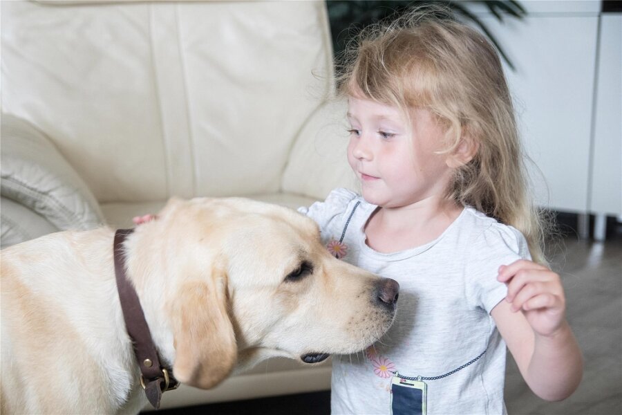 Ziemlich beste Freunde: Wie ein Therapiehund Eleanor aus Olbernhau im Alltag helfen soll - Die vierjährige Eleanor streichelt ihren Therapiehund Lou.