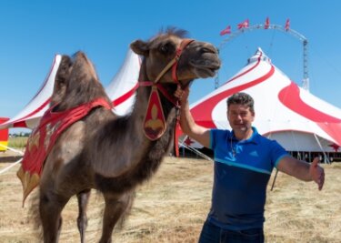 Zirkuspremiere in Mittweida - Der "Circus Magic" gastiert in Mittweida: Samuel Endres zeigt einen der tierischen Stars, das Kamel Ali. Gleich vier davon ziehen durch die Manege, während Luftakrobaten über sie turnen.