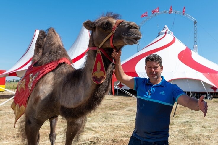 Zirkuspremiere in Mittweida - Der "Circus Magic" gastiert in Mittweida: Samuel Endres zeigt einen der tierischen Stars, das Kamel Ali. Gleich vier davon ziehen durch die Manege, während Luftakrobaten über sie turnen.