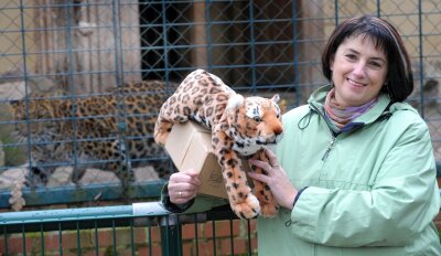 "Zita wird mir sehr fehlen" - 
              <p class="artikelinhalt">Namensgeberin Christina Meyer hat am Mittwoch "ihre" Leopardin Zita im Limbacher Tierpark besucht. </p>
            