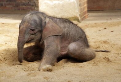 Zoo bangt nach OP um sein Elefantenbaby - Das Baby unmittelbar nach der Geburt im Elefantentempel.