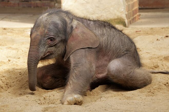Zoo bangt nach OP um sein Elefantenbaby - Das Baby unmittelbar nach der Geburt im Elefantentempel.