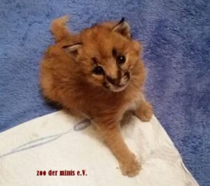Zoo der Minis Aue: Drei Karakal-Katzen geboren - Cheyenne - Nachwuchs bei den Karakal-Katzen