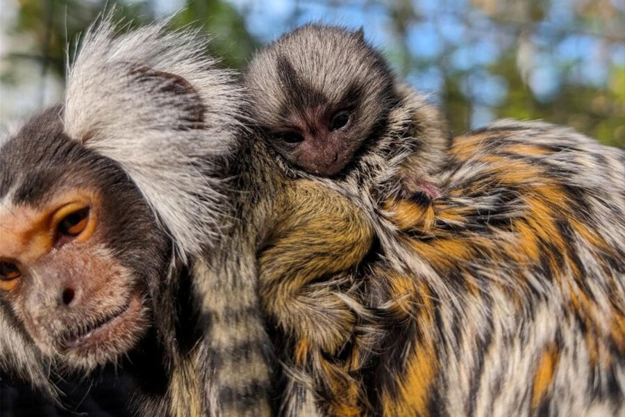 Zoo der Minis in Aue: Drama bei Geburt von Affen-Drillingen - Batida im Zoo der Minis trägt eines der Babys, die diese Woche zur Welt kamen. Die Geburt sorgte für Aufregung.