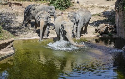 Zoo-Dokus: Welche Serie wurde wo gedreht? - Die Elefantendamen Kewa (l-r), Thuza, Astra und Pantha gehen im Leipziger Zoo baden. Die Tiere gehören zu den Protagonisten der Zoo-Doku "Elefant, Tiger und Co.
