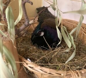 Zoo hat wieder verrückte Vogel-Männer - Bei den Palawan-Fasanen brütet dieses Jahr der Hahn. 