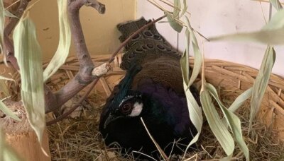 Zoo hat wieder verrückte Vogel-Männer - Bei den Palawan-Fasanen brütet dieses Jahr der Hahn.