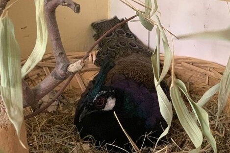 Zoo hat wieder verrückte Vogel-Männer - Bei den Palawan-Fasanen brütet dieses Jahr der Hahn.