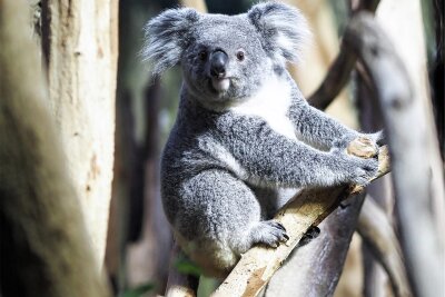 Zoo Leipzig: Erlinga komplettiert Koala-WG - Koala-Weibchen Erlinga hat am Montag ihr neues Revier bezogen - und sich gleich wohlgefühlt.