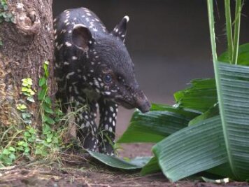 Zoo Leipzig verlängert Frist für Namensvorschläge für Mini-Tapir - 