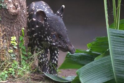 Zoo Leipzig verlängert Frist für Namensvorschläge für Mini-Tapir - 