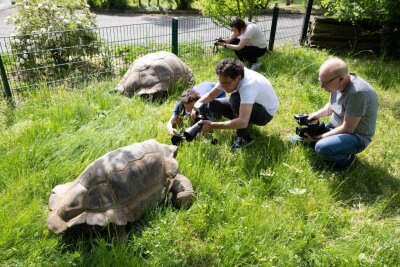 Die Aldabra-Riesenschildkröten im Dresdner Zoo. Die Schildkröten tragen alle den gleichen Namen - "Hugo". Das kleinste Exemplar, Hugo II, wiegt stolze 120 Kilogramm.