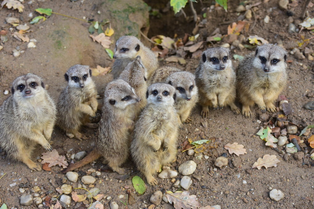 Zoos, Tierparks Und Wildgehege In Sachsen: Adressen, Öffnungszeiten ...