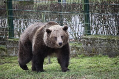 Zoos, Tierparks und Wildgehege in Sachsen: Adressen, Öffnungszeiten, Eintrittspreise - Bei dem milden Wetter schnuppert eine der Braunbärinnen bereits wieder Frühlingsluft.