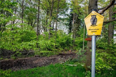 Zschopautal: In Lichtenwalde sollen mindestens 50 Bäume fallen - Im Frühling war der Harvester in und am Naturschutzgebiet in Lichtenwalde unterwegs. Foto: Hendrik Jattke/Archiv