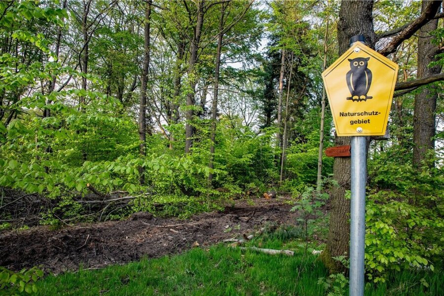 Zschopautal: In Lichtenwalde sollen mindestens 50 Bäume fallen - Im Frühling war der Harvester in und am Naturschutzgebiet in Lichtenwalde unterwegs. Foto: Hendrik Jattke/Archiv