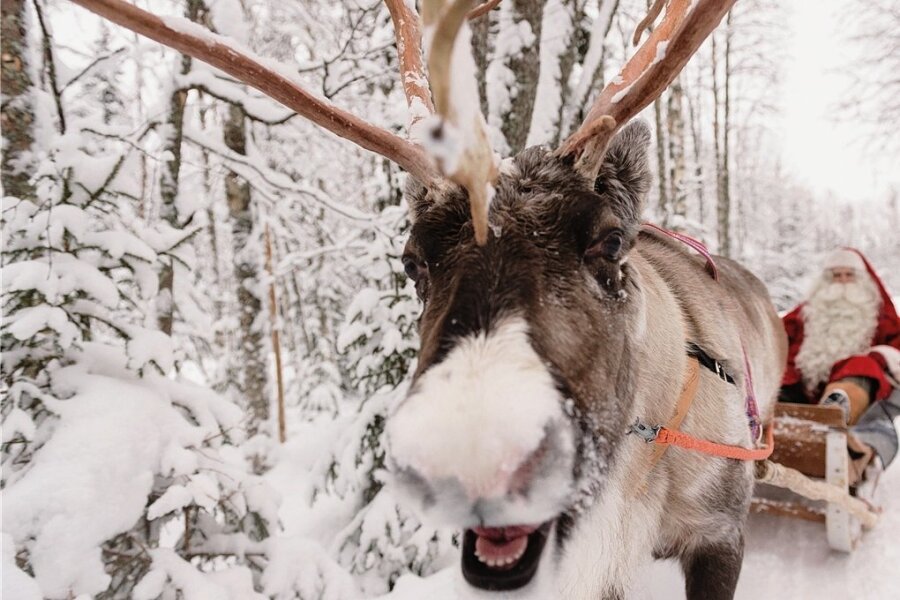Zu Besuch beim Weihnachtsmann - Fotogen ist der finnische Weihnachtsmann - und das Rentier natürlich auch. 