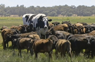 Zu groß für den Schlachthof - XXL-Ochse bleibt am Leben - In diesem Bild, das aus einem Video gemacht wurde, steht der Ochse «Knickers», ein großer Holsteiner-Friese, (M) mit einer Rinderherde auf einer Weide.