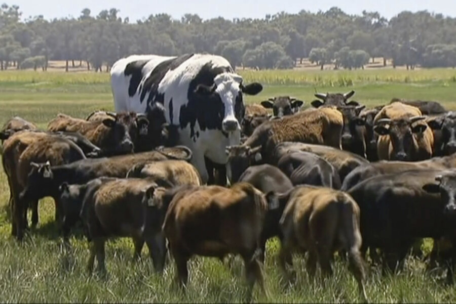 In diesem Bild, das aus einem Video gemacht wurde, steht der Ochse «Knickers», ein großer Holsteiner-Friese, (M) mit einer Rinderherde auf einer Weide.