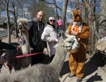 Zu Ostern gibt es in Hirschfeld einen Tierpark zum Anfassen - Im Hirschfelder Tierpark wird Ostern gefeiert. Mit dabei: Die Alpakas Olga und Maria.