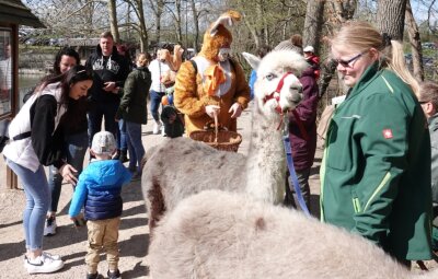 Zu Ostern gibt es Tierpark zum Anfassen - Katrin Seibt (r.) war mit ihren Alpakas ebenso im Tierpark unterwegs wie der Osterhase. 