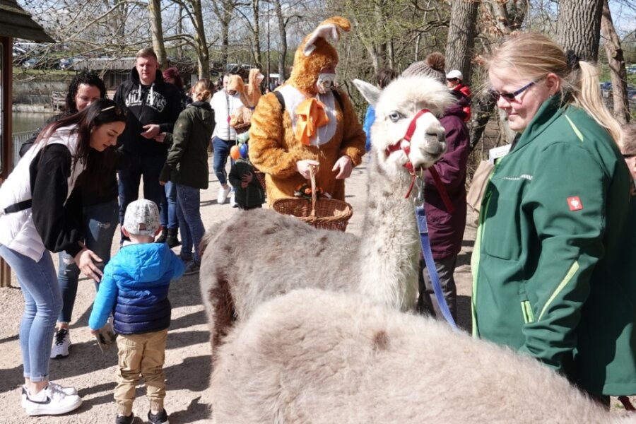 Zu Ostern gibt es Tierpark zum Anfassen - Katrin Seibt (r.) war mit ihren Alpakas ebenso im Tierpark unterwegs wie der Osterhase. 