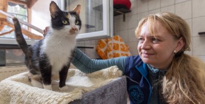 Zu viele Katzen: Tierheime im Erzgebirge arbeiten am Limit - Elly ist eine der Fundkatzen, die derzeit im Tierheim "Neu-Amerika" auch von Leiterin Peggy Kreher betreut werden. 