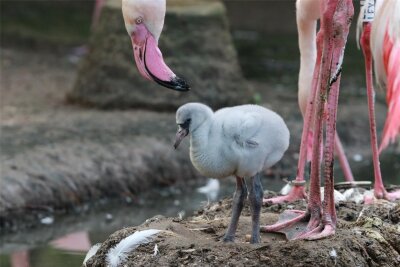 Zuchterfolg im Chemnitzer Tierpark: Flamingo-Familie wächst - Im Tierpark sind Rosaflamingos geschlüpft. Typisch ihre graues Gefieder.
