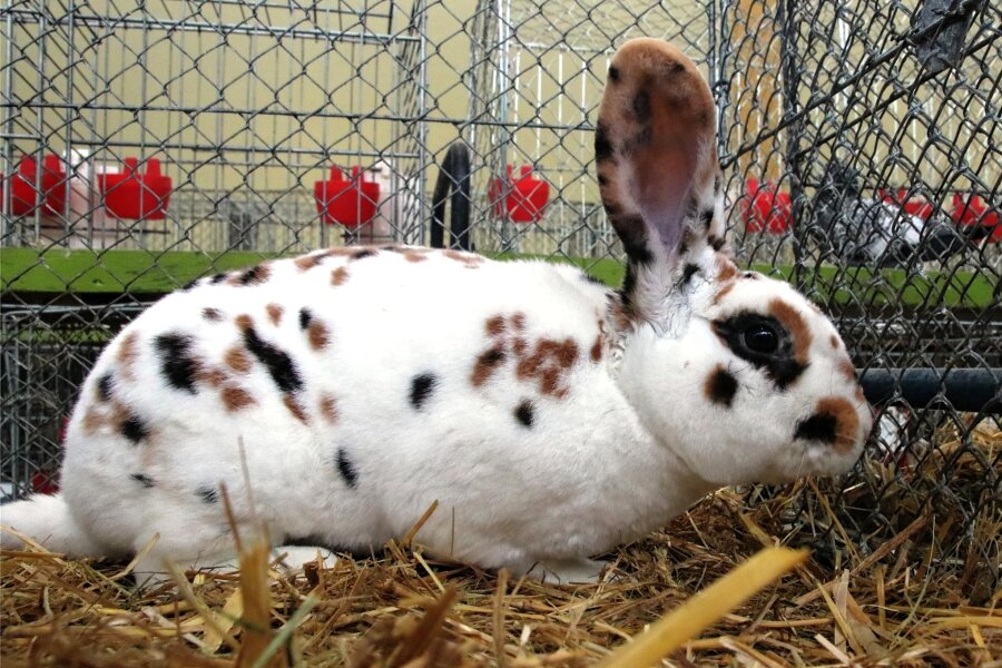 Züchter aus Trünzig und Langenbernsdorf zeigen Rassekaninchen in einer Schau am Wochenende - Rund 230 Kaninchen in verschiedenen Rassen und Farbschlägen sind am Wochenende in Trünzig zu sehen.