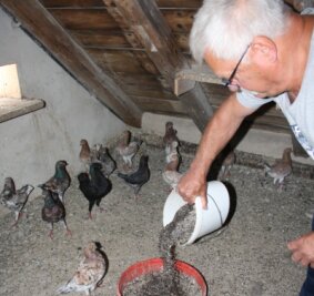 Züchter verfüttert Heilmoor an Tauben - Frieder Pansa aus Langenhessen schwört auf eine spezielle Futtermischung. Der 66-Jährige verfüttert einen Mix aus Grit, Sand, Muschelkalk sowie getrocknetem und gesiebtem Heilmoor an seine Tauben.