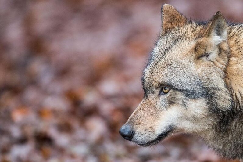 Zum dritten Mal soll in Sachsen ein Wolf erschossen werden - 