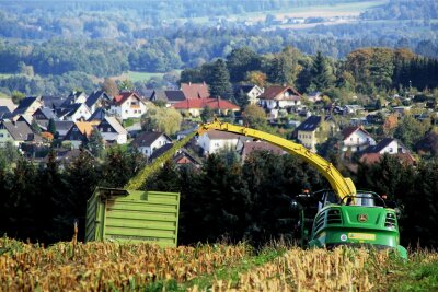 Zum Schluss gehts in Lengenfeld an die dicken Kolben - Das Maishäckseln schließt das Erntejahr 2023 im Vogtland ab. Die Marienhöher Milchproduktion nahm am Dienstag die letzten Hektar bei Lengenfeld in Angriff.