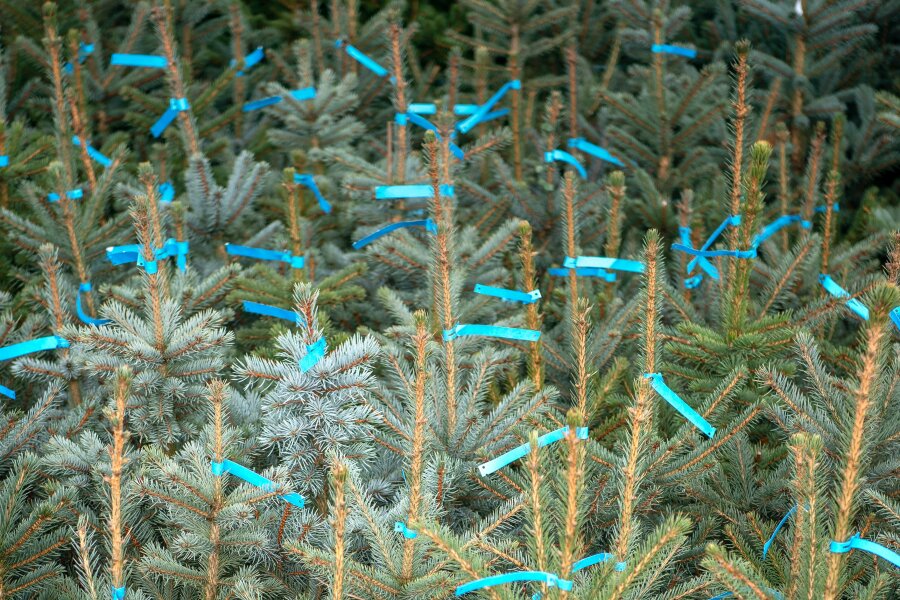 Zum Selbstschlagen: Stadt Chemnitz verkauft Weihnachtsbäume im Ebersdorfer Wald - 