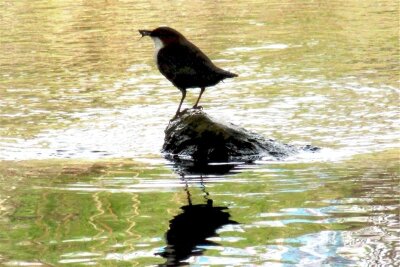 Zum Tag der Flüsse: An der Mylauer Göltzsch gibt‘s Heimatkunde zum Mitlaufen - Scheu und schön. Wasseramseln mögen sauberes Wasser. Mit viel Glück sieht man an der Göltzsch sogar Eisvögel.