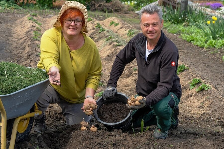 Zurück zur Gartenkartoffel - Kleingärtner Jürgen Kluge hat vorgebaut: Seine Pflanzkartoffeln legt er mit Fachberaterin Katrin Keiner in kompostreiche Erde. 