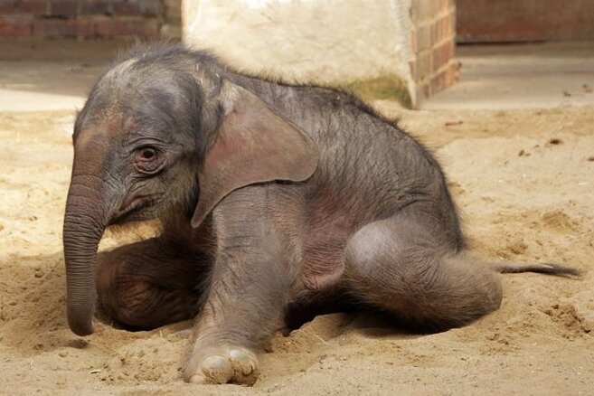 Zustand verschlechtert - Zoo Leipzig in Sorge um Elefantenbaby - 