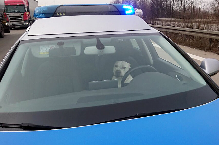 Zwei ausgebüxte Hunde machen es sich in Polizeiauto bequem - Ein Hund sitzt auf der Autobahn 2 auf dem Fahrersitz eines Polizeiwagens.