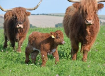 Zwei Highland-Bullen noch immer nicht eingefangen - Zur großen Herde des Landwirtes gehören zwischen 50 und 60 Tiere, auch Kälber sind darunter.