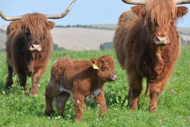 Zwei Highland-Bullen noch immer nicht eingefangen - Zur großen Herde des Landwirtes gehören zwischen 50 und 60 Tiere, auch Kälber sind darunter.
