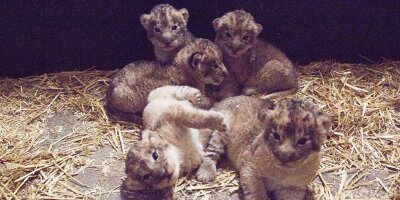Zwei Löwenbabys im Leipziger Zoo gestorben - Aufnahmen der fünf Löwenkinder vom Januar. Nun sind zwei der Tiere tot.