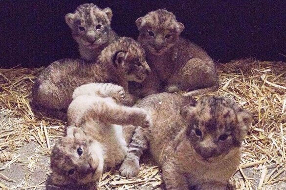Aufnahmen der fünf Löwenkinder vom Januar. Nun sind zwei der Tiere tot.