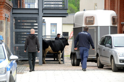 Zwei Milchkühe auf Abwegen - Eine der Ausreißerinnen wird in einen Viehtransporter geführt.