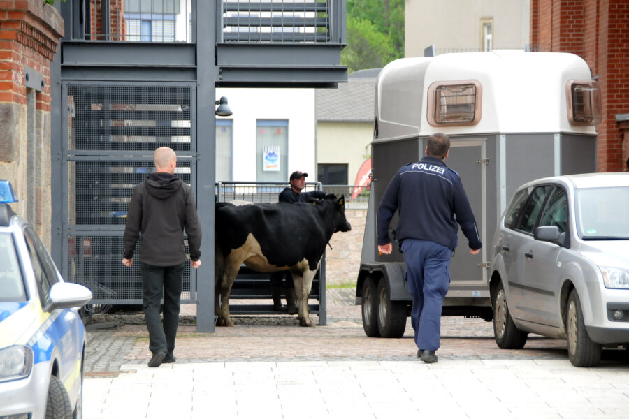 Zwei Milchkühe auf Abwegen - Eine der Ausreißerinnen wird in einen Viehtransporter geführt.