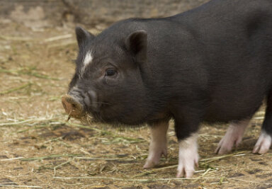 Zwei Minischweine von Kita-Gelände gestohlen - 
