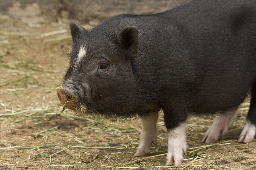 Zwei Minischweine von Kita-Gelände gestohlen - 