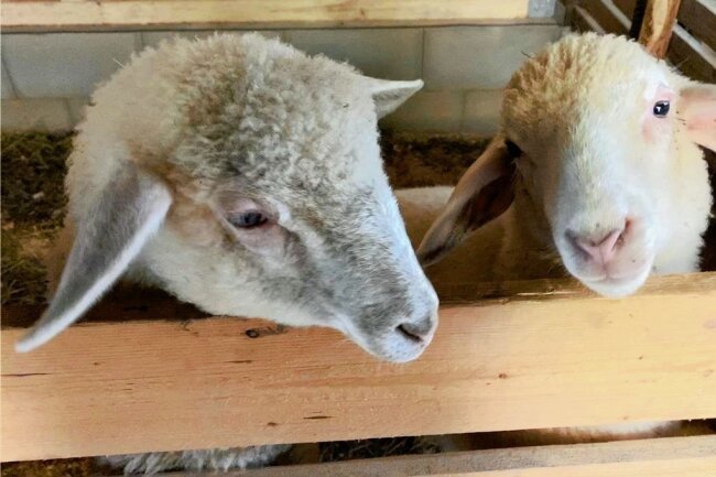 Zwei Risse in Muldenhammer: Waren es Wölfe? - Die beiden jungen Bergschafe im Stall auf dem Wiesengrundstück an der Großen Pyra. Knapp drei Wochen hatte die Familie Gerber die Tiere auf der Weide bei ihrem Haus, dann starben sie. 